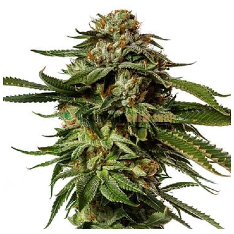 Køb Premium kvalitet Blackberry Kush online