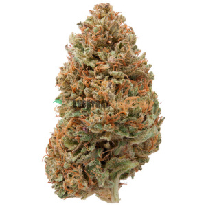 Buy Hawaiian Pine Hemp Flower online