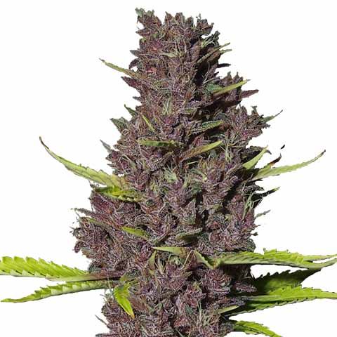 Blue Dream Graines Féminisées