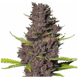 Semi femminizzati Blue Dream