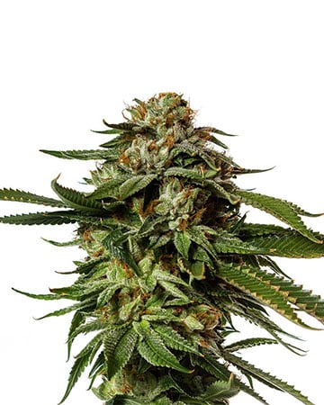 Koop Blackberry Kush van topkwaliteit online